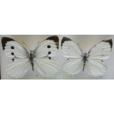 Pieris brassicae (Linnaeus, 1758) pair Czech56i